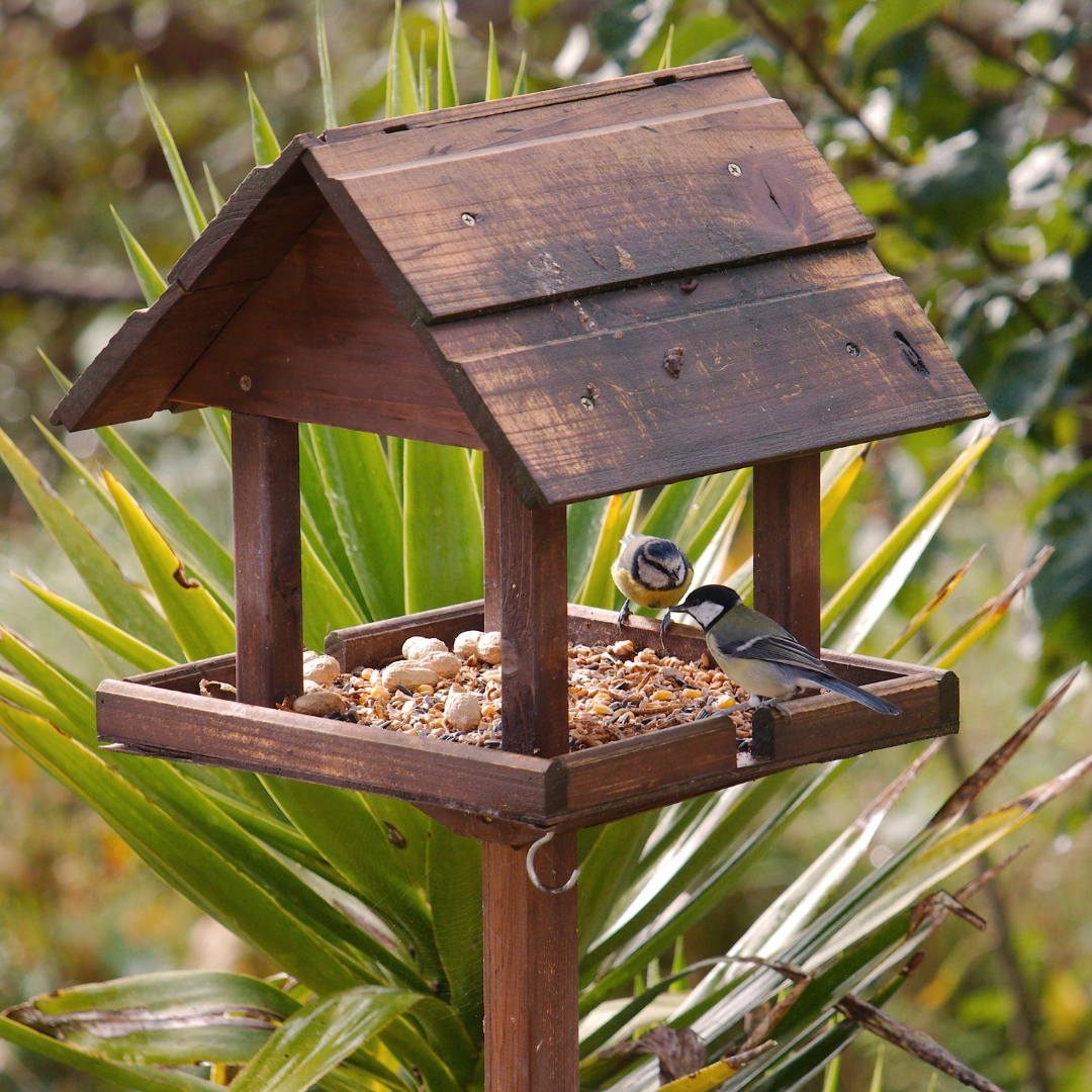 Advice on feeding wildlife.
