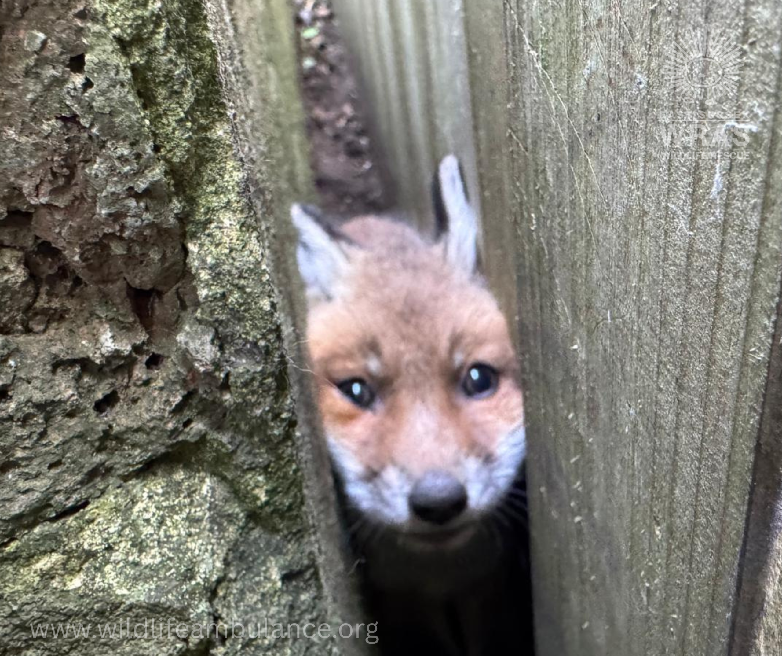 Triple Fox Rescues Highlight Demands on Local Wildlife Charity