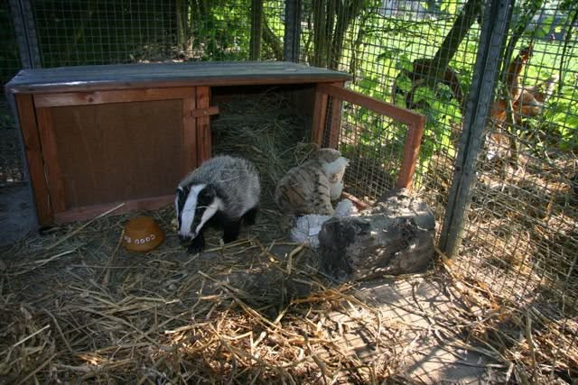 Baby Badger found in Friston Forest.