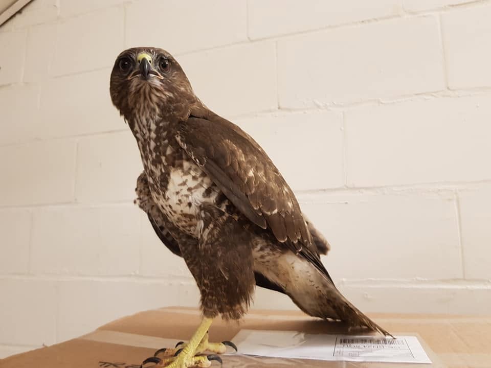 Injured Buzzard found in Friston Forest.