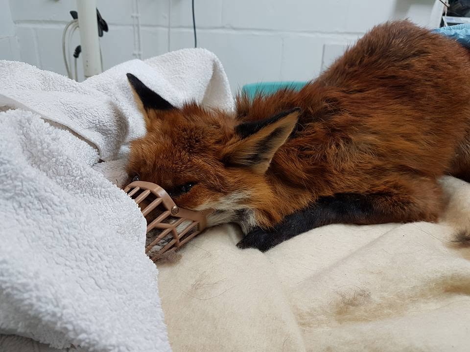 Injured fox found at Seven Sisters Country Park.
