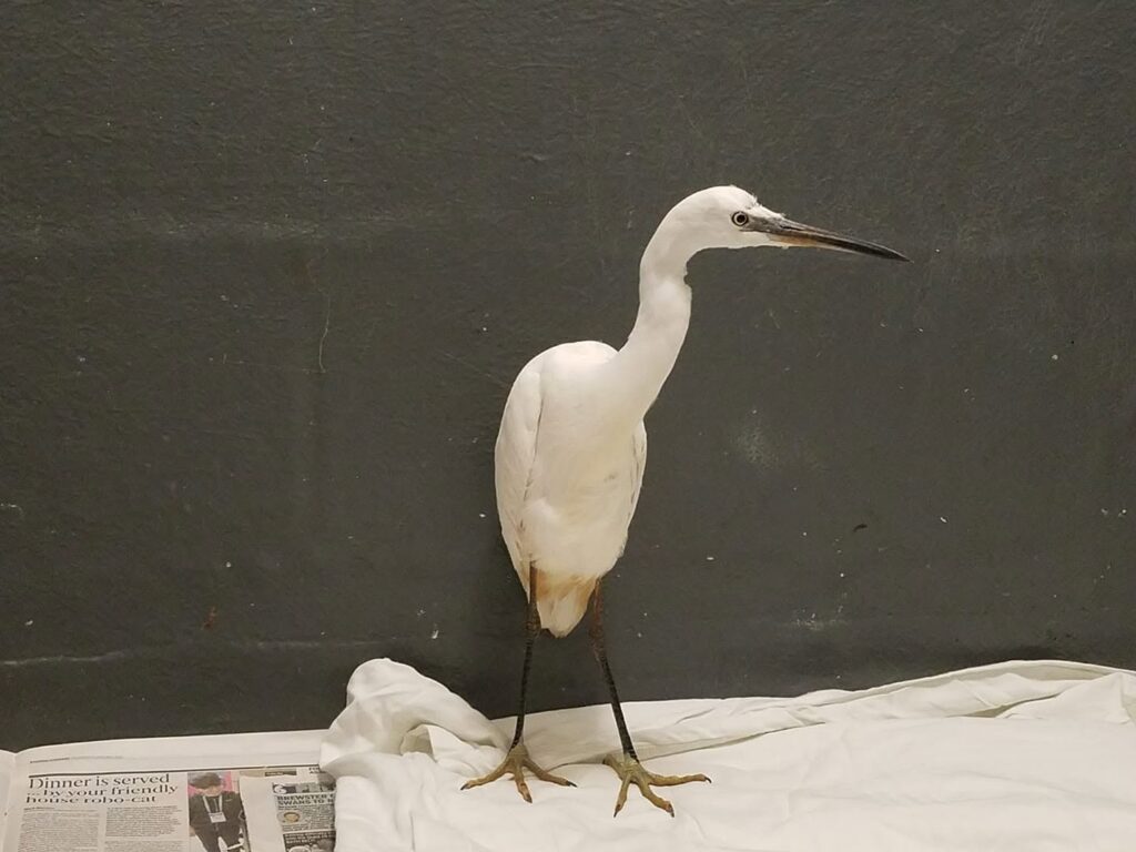 Juvenile Egret fallen from nest in Friston Forest.