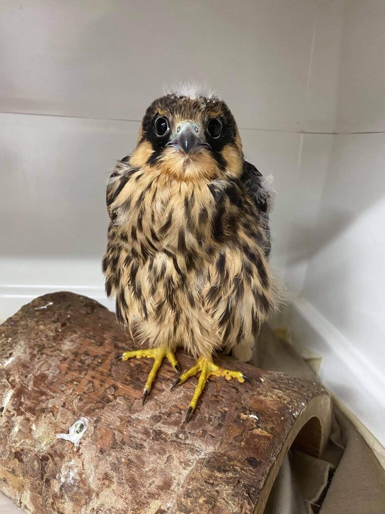 Nestling Hobby grounded on Friston Forest