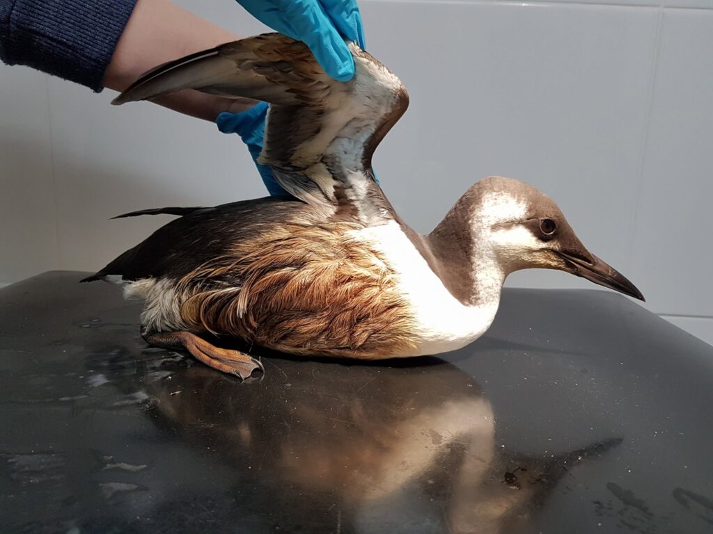 Oiled Guillemot found at Cuckmere Haven beach.