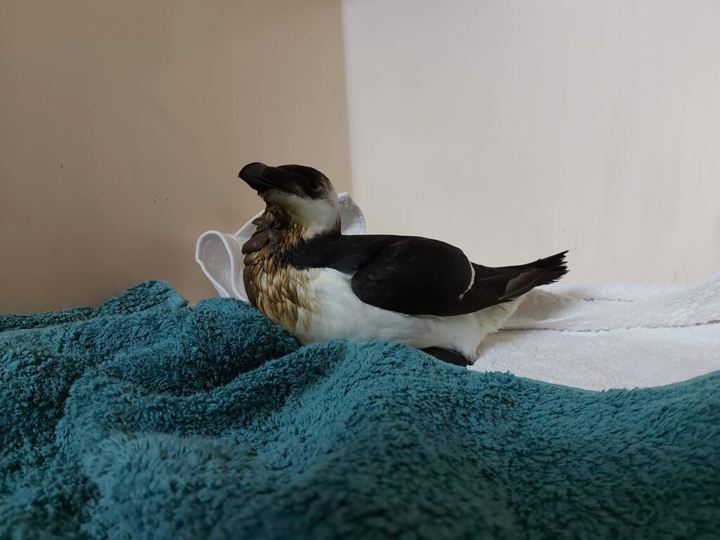 Oiled Razorbill found at Cuckmere Haven beach.