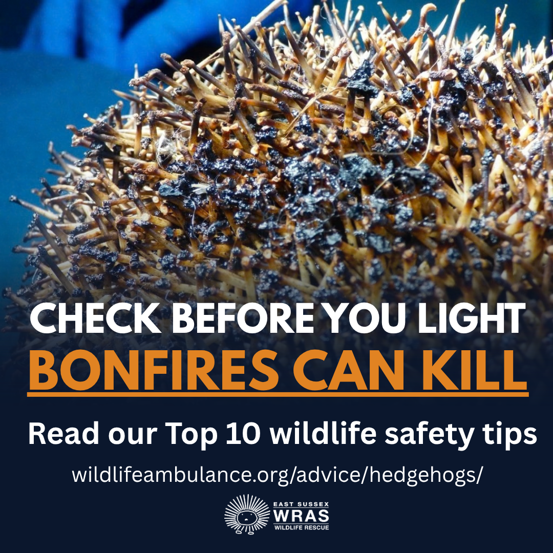 Help Keep Wildlife Safe this Bonfire Season